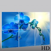 Orchid - Triptych Forex Print